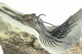 Spiny Psychopyge Trilobite - Huge For Species #362821-1